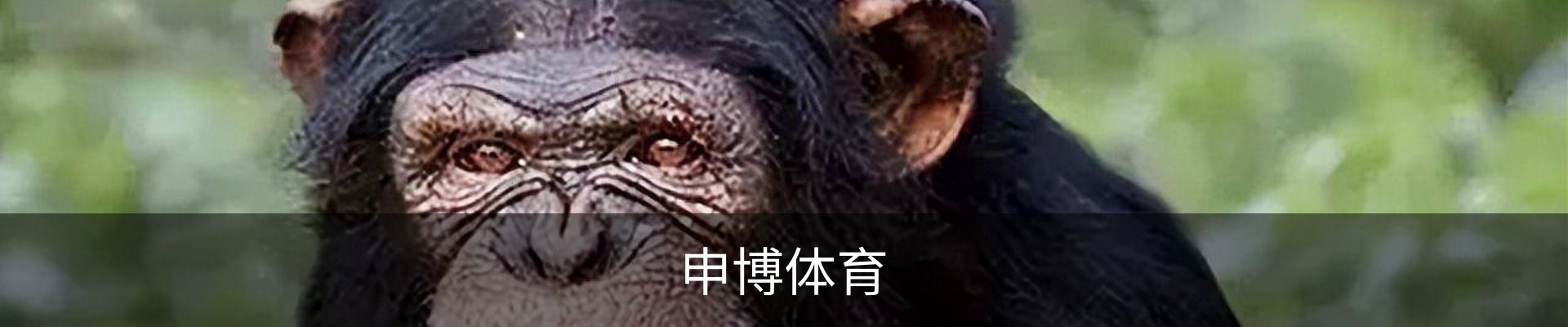 申博体育